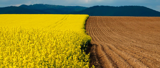 Земли сельскохозяйственного назначения – позиция Верховного Суда РФ по спорным вопросам предоставления земельных участков